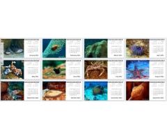Underwater wonders - 2024 Desktop Calendar