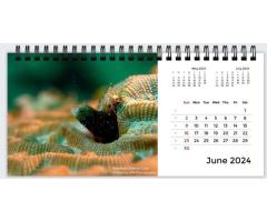 Underwater wonders - 2024 Desktop Calendar