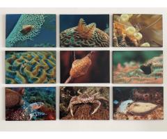 Underwater photography wall art