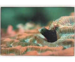 Underwater photography wall art